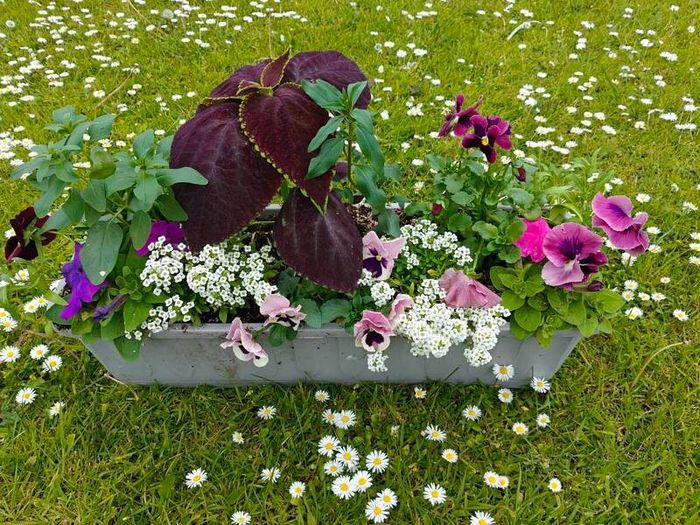 Window box