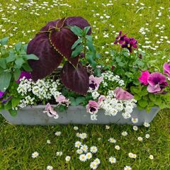 Window box