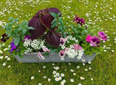 Window box