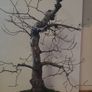 Bonsai For Sale ( 2 ) , Small Leaf Elm Image 6