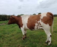 In calf Limousin heifers