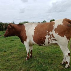 In calf Limousin heifers