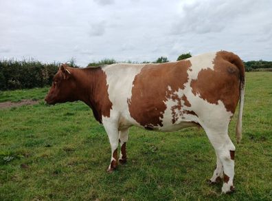 In calf Limousin heifers
