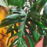 Mature Monstera Deliciosa Albo Large Plant Image 6
