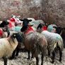 30 super Suffolk ewe lambs Image 5
