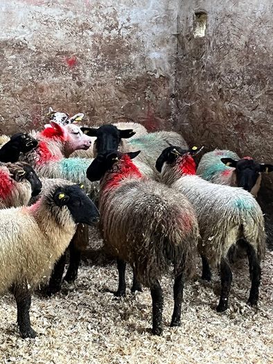 30 super Suffolk ewe lambs