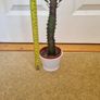 Euphorbia Trigona Rubra cactus succulent Image 2