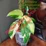 No.2 Monstera Acacoyaguensis Variegated Image 2