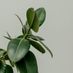 sambedran