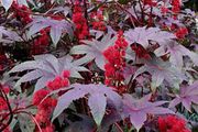 (R) Ricin Gibsonii seeds (5s) (411320)