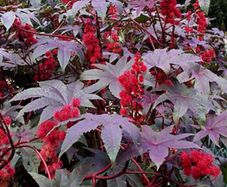 (R) Ricin Gibsonii seeds (5s) (411320)
