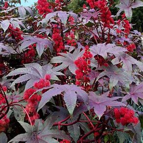 (R) Ricin Gibsonii seeds (5s) (411320)