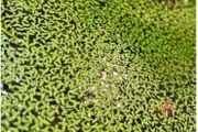 floating plants for fish tanks