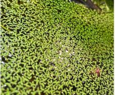 floating plants for fish tanks
