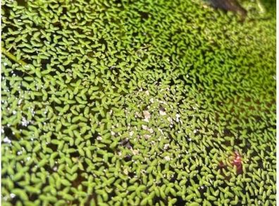 floating plants for fish tanks