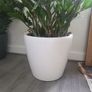 Zamioculcas Zamifolia planter Image 3