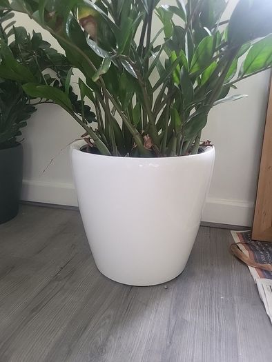Zamioculcas Zamifolia planter