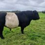 Weanlings Image 10