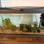 Tropical fish tank Image 7