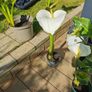 plants Image 3