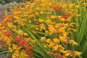 Crocosmia / Montbretia (Orange/Yellow mix)