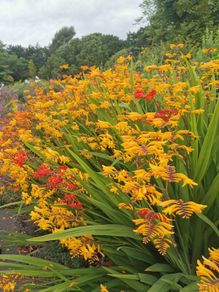 Crocosmia / Montbretia (Orange/Yellow mix)
