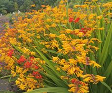 Crocosmia / Montbretia (Orange/Yellow mix)