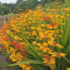 Crocosmia / Montbretia (Orange/Yellow mix)