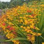 Yellow crocosmia bulbs Image 2