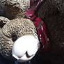 Vintage Christmas tree teddy bear stand Image 4