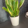 Mother tongue indoor house plant Image 7