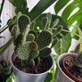 Full & Bushy Opuntia microdasys (Bunny Ears Cactus) Image 2