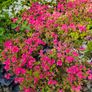 Azaleas, Flowering Plants Image 3