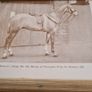 Hunter Stud Book. Volume V First Edition. Containing The Registered Entries Of Hunter Stallions And Hunter Fillies Image 6