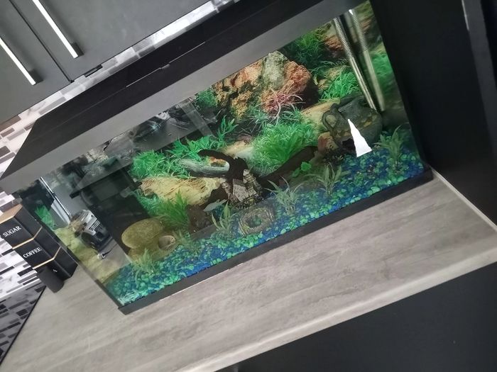fish tank