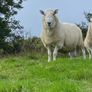 Cheviot ram Image 2