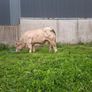 Pedigree charolais bull Image 8