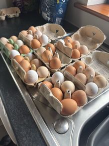 Top class hens