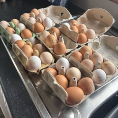 Top class hens