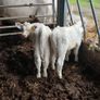 Bull calves Image 5
