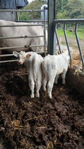 Bull calves