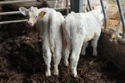 Bull calves