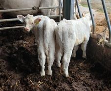 Bull calves