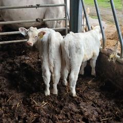 Bull calves
