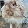 rabbit Mini lop Image 2