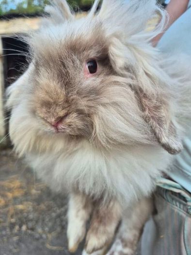 rabbit Mini lop