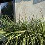 Cordyline palm tree Image 5