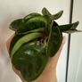 Houseplant Hoya Krinkle 8 Image 2