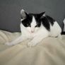 cats Image 2