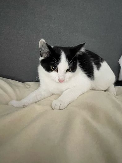 cats